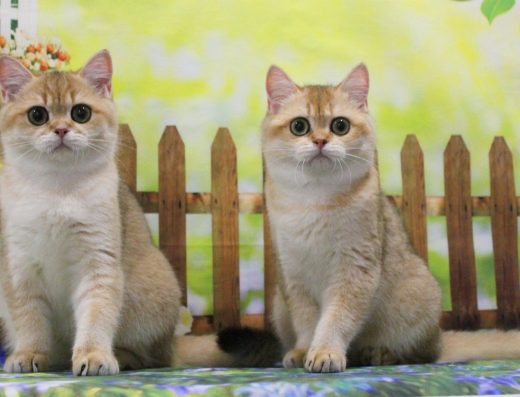 Красуні Британочки- чекають батьків