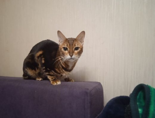 Віддам стерилізовану бенгальську породу, яка не линяє, мармурову кішку