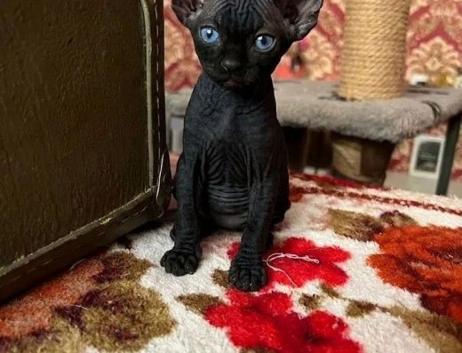 Кошеня хлопчик конадський Сфінкс