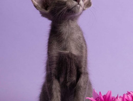 Орієнтал, орі, кошенята lilac, fawn, blue