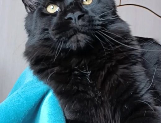 Котик породи Мейн Кун