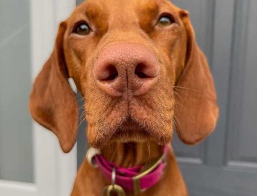 Угорська Вижла: активний мисливець та відданий друг