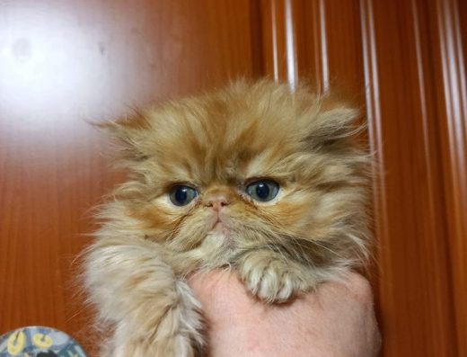 Персидский мальчик