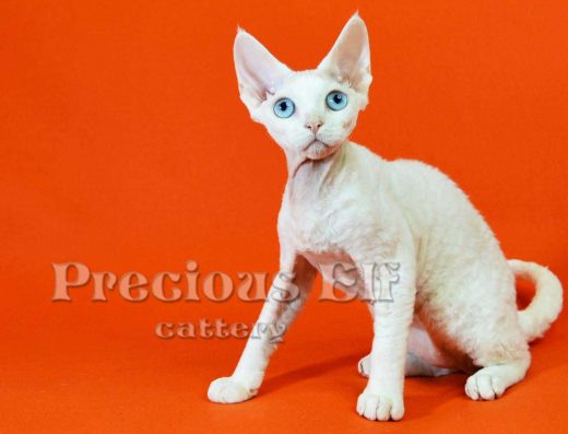 Білосніжний хлопчик Девон Рекс, вік 8 місяців.