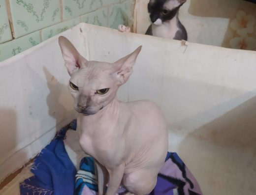 Донський сфінкс браш