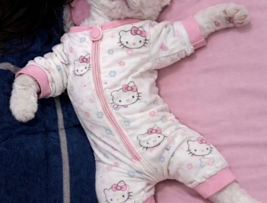 Красива дівчинка Девон рекс шукає найкращих батьків