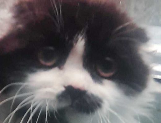 Кошенята Скотиш Фолд / Хайленд – дуже гарні