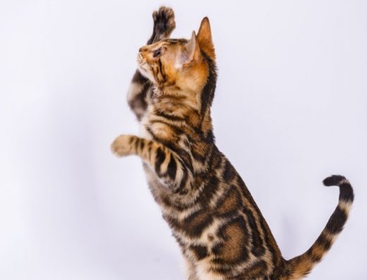 Бенгальська дівчинка