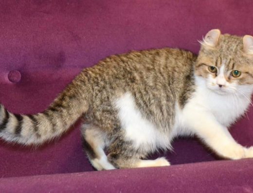 Кінкалоу. Рідкісна порода.