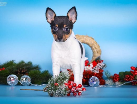 Американський Той-Фокс-Тер’єр: чарівна дівчинка