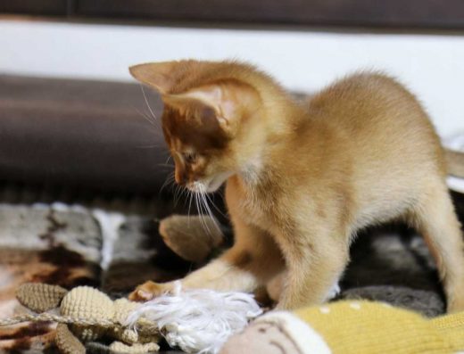 Гарнюня хлопчина абісинська кішка кошеня