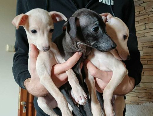 Левретка (Італійська хорт): цуценята для родини