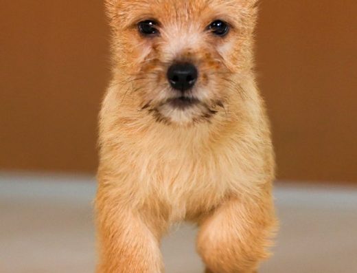 Норвіч-Тер’єр: дівчатка з відмінним родоводом