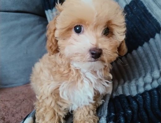 Мальтіпу Ф1: чарівна дівчинка