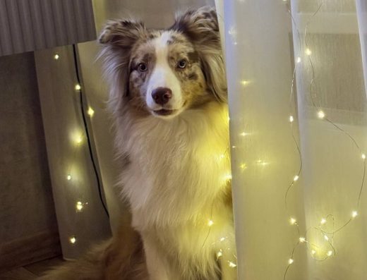 Ауссі (Австралійська Вівчарка): Грейсі