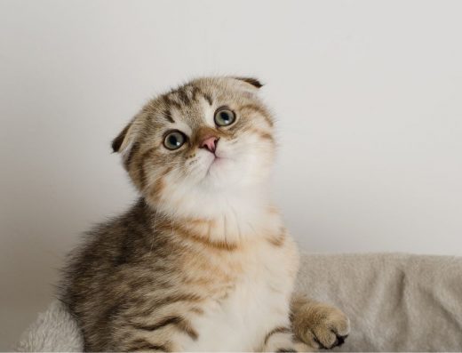 Кошеня висловухе золоте таббі, шотландське, скоттиш фолд з щепленнями