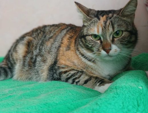 Смугаста кішка – дівчинка, 3 роки, стерилізована