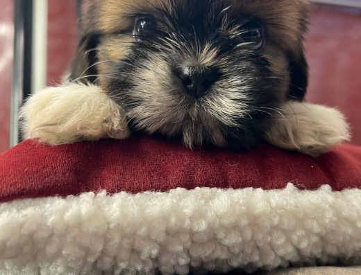 Ши-тцу: чарівні цуценята для вашої родини