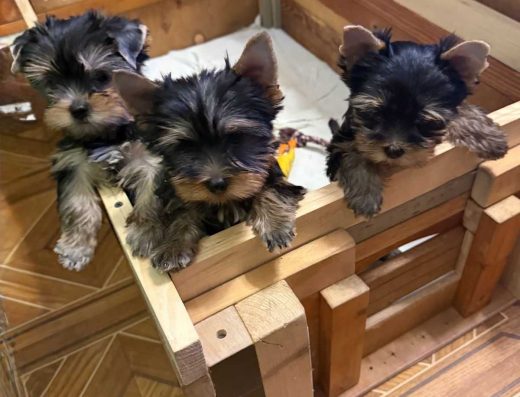 Йоркширський Тер’єр: красиві хлопчики, стандарт