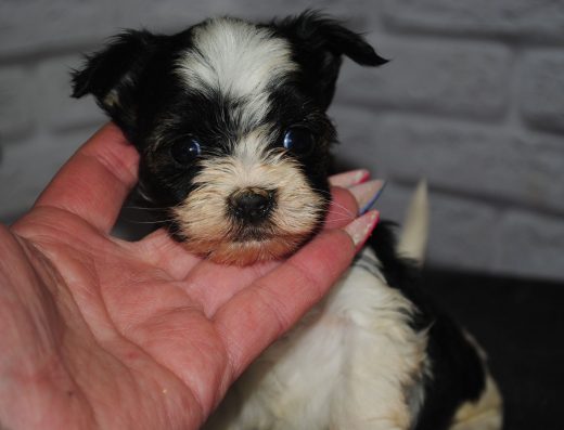 Йоркширський Тер’єр: лагідний хлопчик