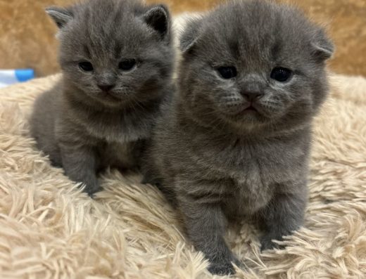 Бронь шотланський висловухих котиків