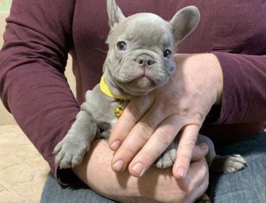Французький бульдог: світло-сіра дівчинка