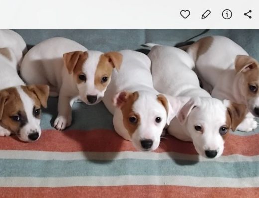 Джек-рассел-тер’єр: веселі друзі для вашої родини