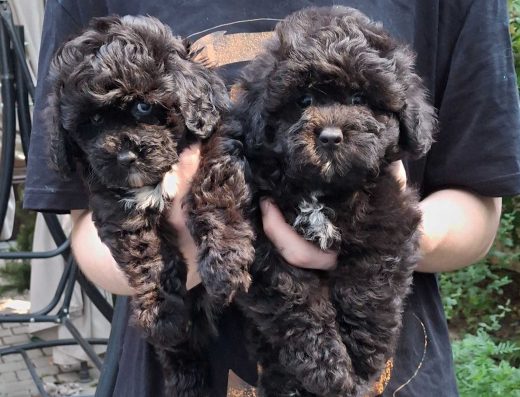 Шикарні цуценята Мальтіпу Ф1 у Києві