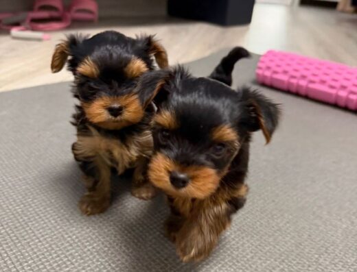 Йоркширський Тер’єр: хлопчики супер-міні