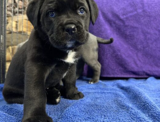 Кане-корсо: дівчинка Багіра