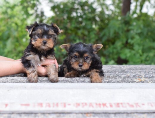 Йоркширський тер’єр: гарнесенькі цуценята