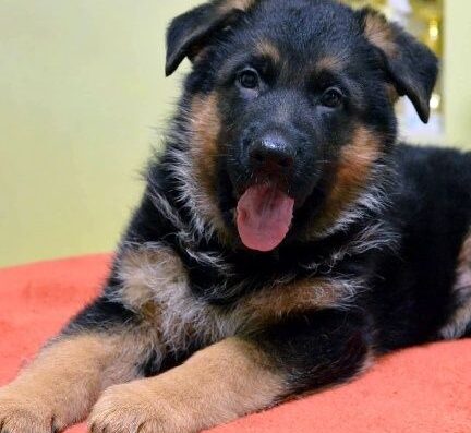 Німецька вівчарка: цуценята з родоводом КСУ