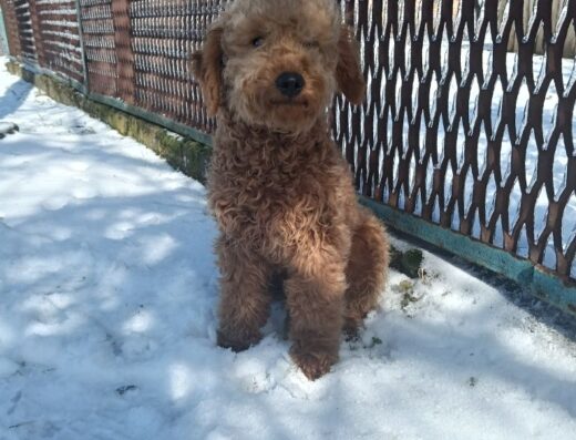 Голдендудль: хлопчик F1b