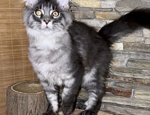 Мейн-кун хлопчик чорний таббі на сріблі