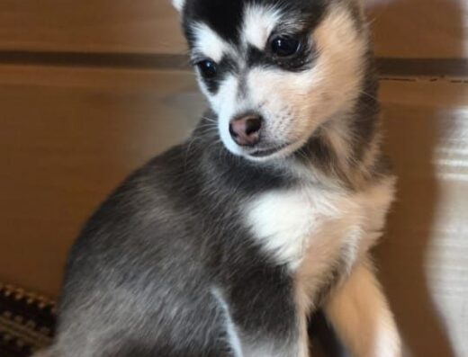 Аляскінський клі-кай: міні-хаскі для квартири