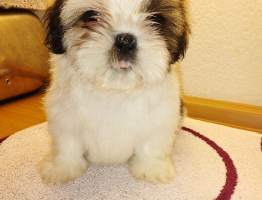 Ши-тцу: чарівні хлопчики
