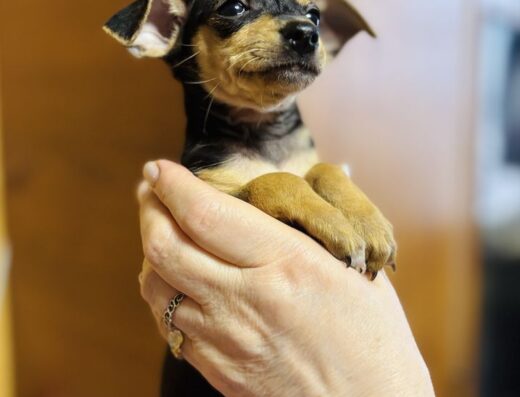 Той-тер’єр: міні-цуценята