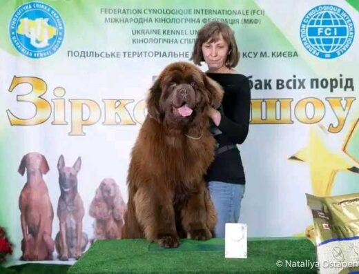 Ньюфаундленд: високопородна дівчинка