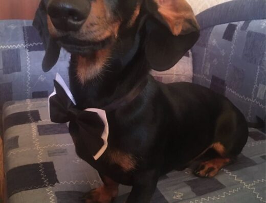 Такса: потужні цуценята