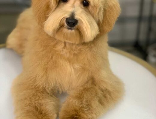 Мальтіпу: золотистий хлопчик