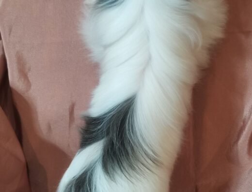 Ши-тцу: розумна міні-дівчинка