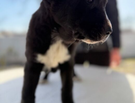 Середньоазіатська вівчарка (Алабай): перспективні дівчатка