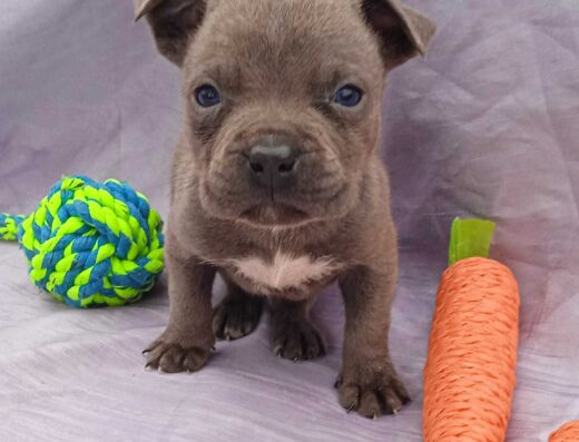 Американський пітбультер’єр: блакитні цуценята