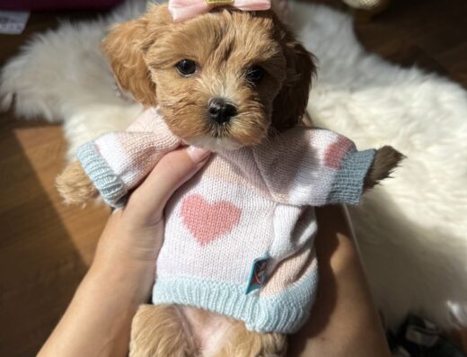 Супер-міні Мальтіпу: Справжні карамельні пупсики