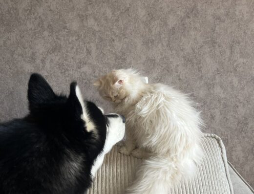 Кошеня біле персикове пухнасте