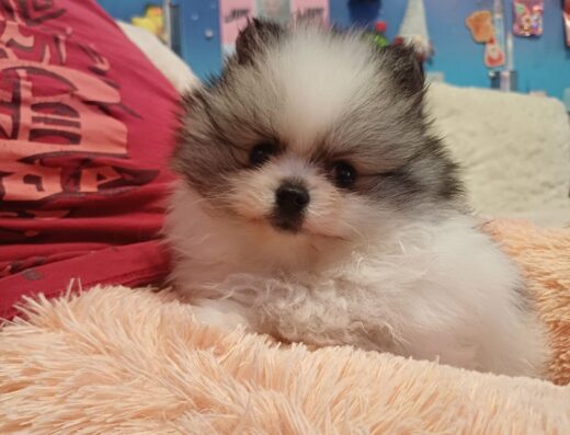 Паті-колор дівчинка шпіц: Шикарна «ведмежа» шубка