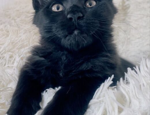 Мейн Кун Ну дуже гарні кошенята (вже 4 міс)