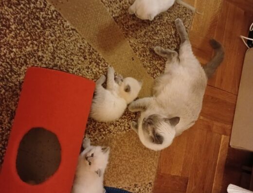 Котики шотландці