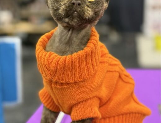 Продаж кошеня породи Девон рекс