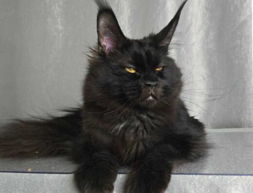 Величезний красень Мейн кун кошеня